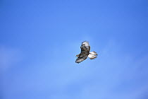 Ferruginous Hawk (Buteo regalis) flying, Janos, Mexico