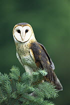 Barn Owl (Tyto alba) portrait, Hudson Valley Raptor Center, New York
