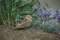 Burrowing Owl (Athene cunicularia) on ground with lupine, North America