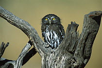 Northern Pygmy Owl (Glaucidium californicum) perched on snag, North America