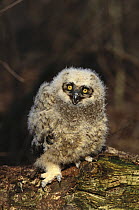 Great Horned Owl (Bubo virginianus) chick, North America