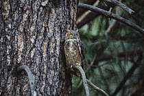 Great Horned Owl (Bubo virginianus) perching in tree, North America