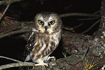 Northern Saw-whet Owl (Aegolius acadicus) portrait, North America