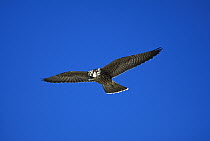 Peregrine Falcon (Falco peregrinus) flying, Fire Island Barrier Beach, Long Island, New York