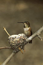 Allen's Hummingbird (Selasphorus sasin) female at nest, California