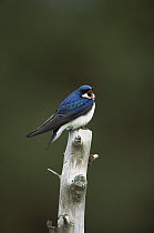 Tree Swallow (Tachycineta bicolor) singing from perch, Long Island, New York