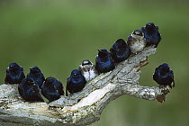 Purple Martin (Progne subis) and Tree Swallow (Tachycineta bicolor) mixed group perching on branch, Crane Creek, Ohio