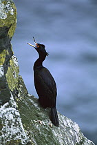 Red-faced Cormorant (Phalacrocorax urile) calling from perch on coastal rocks, St Paul Island, Pribilof Islands, Alaska