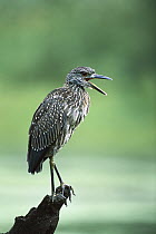 Yellow-crowned Night-Heron (Nyctanassa violacea) calling from perch, Texas