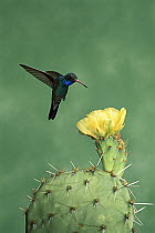 Broad-billed Hummingbird (Cynanthus latirostris) male at yellow cactus flower, Arizona