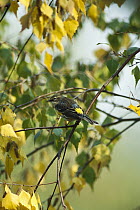 Yellow-rumped Warbler (Setophaga coronata) perched in tree, Long Island, New York