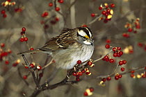 White-throated Sparrow (Zonotrichia albicollis) perched in Bittersweet bush, Long Island, New York
