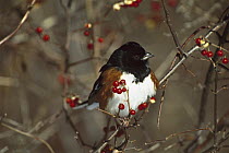 Rufous-sided Towhee (Pipilo erythrophthalmus) male perched in Bittersweet bush, Long Island, New York