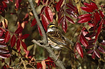 White-throated Sparrow (Zonotrichia albicollis) perching in autumn-colored bush, Long Island, New York