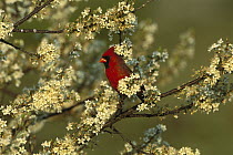Northern Cardinal (Cardinalis cardinalis) male perching in blooming Beach Plum (Prunus maritima) tree, Long Island, New York