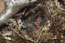 Black-and-white Warbler (Mniotilta varia) chicks in nest, Adirondack Mountains, New York
