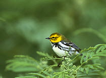 Black-throated Green Warbler (Setophaga virens) perching in tree, South Padre Island, Texas