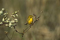 Prairie Warbler (Setophaga discolor) perching in blossoming tree, Long Island, New York
