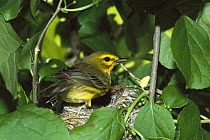 Prairie Warbler (Setophaga discolor) at nest in tree, Long Island, New York