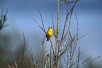 Yellow Warbler (Setophaga petechia) singing from perch, Churchill, Manitoba, Canada