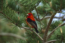Scarlet Tanager (Piranga olivacea) male perching in Pine tree, Long Island, New York