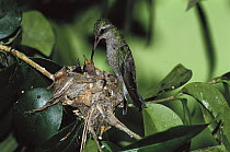 Broad-billed Hummingbird (Cynanthus latirostris) on nest feeding two chicks, Madera Canyon, Arizona