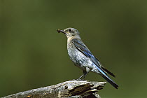 Mountain Bluebird (Sialia currucoides) female with insect in beak, White Mountains, Arizona