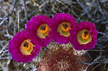 Rainbow Cactus (Echinocereus pectinatus) in bloom, San Rafael grasslands, Arizona