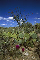Hedgehog Cactus (Echinocereus engelmannii), Prickly Pear (Opuntia sp), and giant Saguaro (Carnegiea gigantea) cati in Sonoran Desert, Arizona