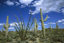 Saguaro (Carnegiea gigantea) cactus, Ocotillo (Fouquieria splendens) Prickly Pear (Opuntia sp) cactus, and Cholla (Opuntia sp) cactus, Sonoran Desert, Tucson, Arizona