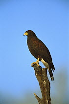 Harris' Hawk (Parabuteo unicinctus) perching, Tucson, Arizona