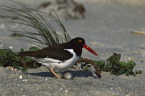 American Oystercatcher (Haematopus palliatus) adult with two eggs on ground, Long Island, New York