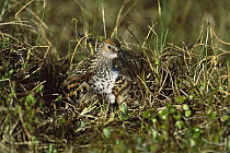 Western Sandpiper (Calidris mauri) adult with chick in nest on ground, Nome, Alaska
