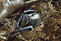Black-and-white Warbler (Mniotilta varia) on nest, Gloversville, New York