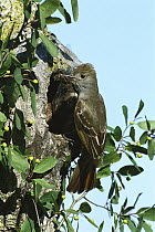 Great Crested Flycatcher (Myiarchus crinitus) bringing dragonfly it has caught to nest, Gloversville, New York