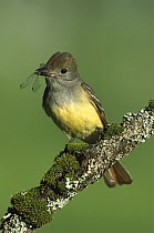 Great Crested Flycatcher (Myiarchus crinitus) with insect it has caught in its beak, perching, Adirondack Mountains, New York