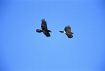 Common Raven (Corvus corax) chasing Harris' Hawk (Parabuteo unicinctus), Tucson, Arizona