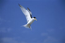 Least Tern (Sterna antillarum) flying, Long Island, New York
