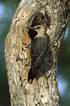 Golden-fronted Woodpecker (Melanerpes aurifrons) at nest hole in tree, Texas