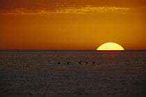 Black Skimmer (Rynchops niger) silhouetted flock of five and setting sun, Florida