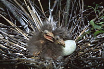 Black-crowned Night Heron (Nycticorax nycticorax) chicks in nest, Isle of Meadows, New Jersey