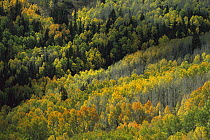 Quaking Aspen (Populus tremuloides) trees, in fall color, Grand Staircase-Escalante National Monument, Utah