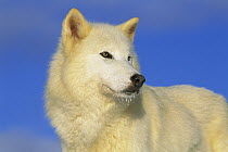 Arctic Wolf (Canis lupus) portrait of white wolf with ice on its chin, Idaho