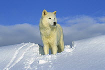 Arctic Wolf (Canis lupus) portrait of white wolf in the snow, Idaho