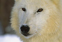 Arctic Wolf (Canis lupus) close-up portrait of white wolf in the snow, Idaho