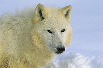 Arctic Wolf (Canis lupus) portrait of white wolf in the snow, Idaho