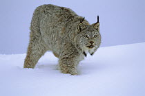 Canada Lynx (Lynx canadensis) alert, stalking in the snow, Idaho
