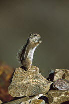 Harris' Antelope Squirrel (Ammospermophilus harrisii) standing alert on rock, Green Valley, Arizona