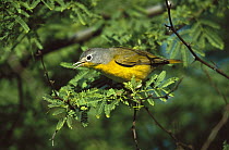 Nashville Warbler (Oreothlypis ruficapilla) singing from perch in tree, Rio Grande Valley, Texas
