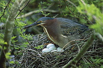 Green Heron (Butorides virescens) on nest with eggs, Rio Grande Valley, Texas